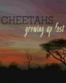 poster_cheetahs-growing-up-fast_tt6459510.jpg Free Download