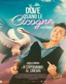 poster_dove-osano-le-cicogne_tt34765305.jpg Free Download