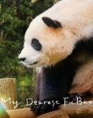 poster_my-dearest-fu-bao_tt33368329.jpg Free Download
