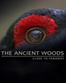 poster_the-ancient-woods_tt7494128.jpg Free Download