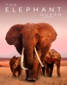 poster_the-elephant-queen_tt6722976.jpg Free Download