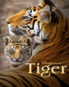 poster_tiger_tt31497750.jpg Free Download